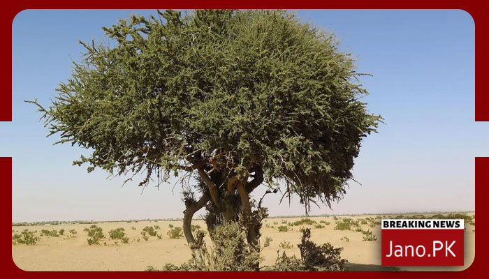 سعودی عرب میں نایاب’السرح‘درخت دریافت – Dekho Suno Jano